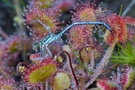 Drosera rotundifolia + Platycnemis pennipes