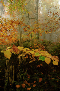 Herbstansichten im Bergwald