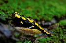 Salamander [ND]