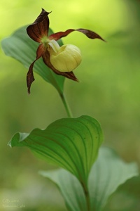 Orchidee des Jahres