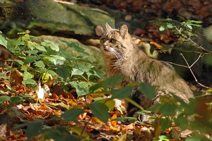 Naturfotografen-fn unterstützen die Wildkatze