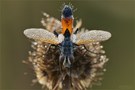 Raupenfliege (Cylindromyia brassicaria)