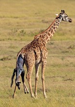 Giraffengeburt
